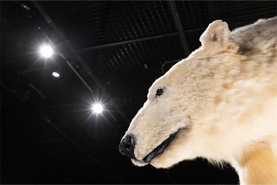 Vastakohtien Arktis -näyttely Arktikumissa