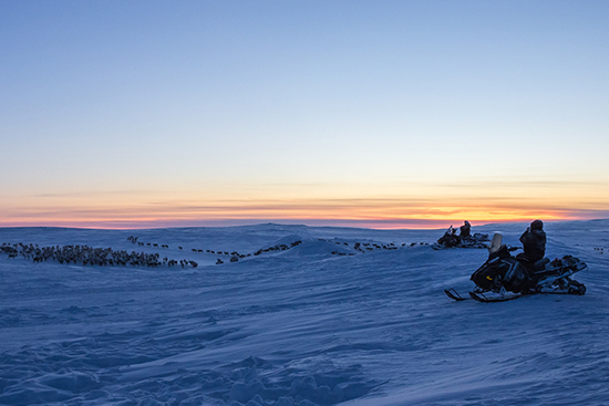 Poronhoitoa tunturissa