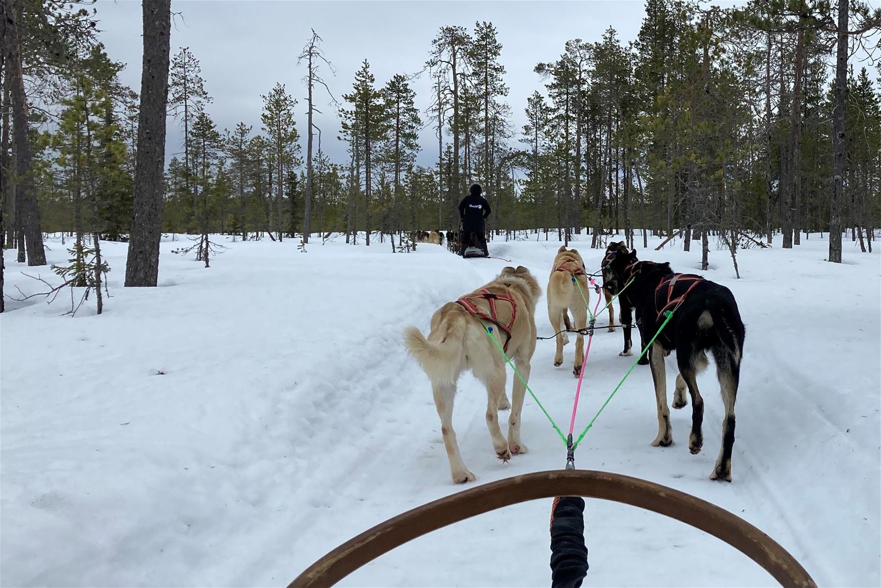 Kuvassa Bearhill Husky-yrityksen rekikoirat vetävät rekeä lumisessa maisemassa. 