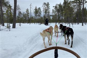 Kuvassa Bearhill Husky-yrityksen rekikoirat vetävät rekeä lumisessa maisemassa. 
