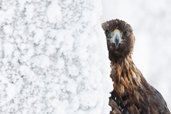 Maakotka_Markus Varesvuo_vaaka.jpg