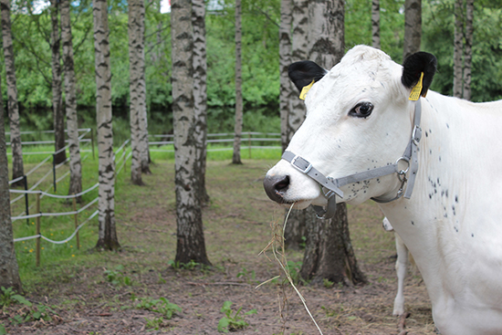 Lapinlehmä 550x367_Anne Tuomivaara.jpg