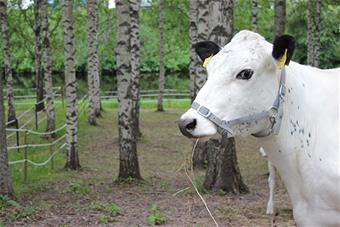 Lapinlehmä 550x367_Anne Tuomivaara.jpg