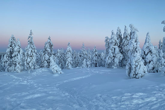 Kuvassa luminen metsämaisema talven sinisen hetken aikana. 