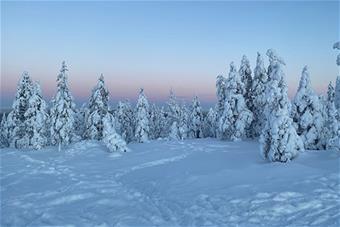 Kuvassa luminen metsämaisema talven sinisen hetken aikana. 