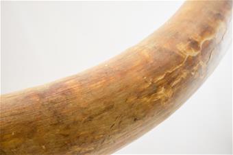 Mammutinhammas_Santeri Happonen.jpg