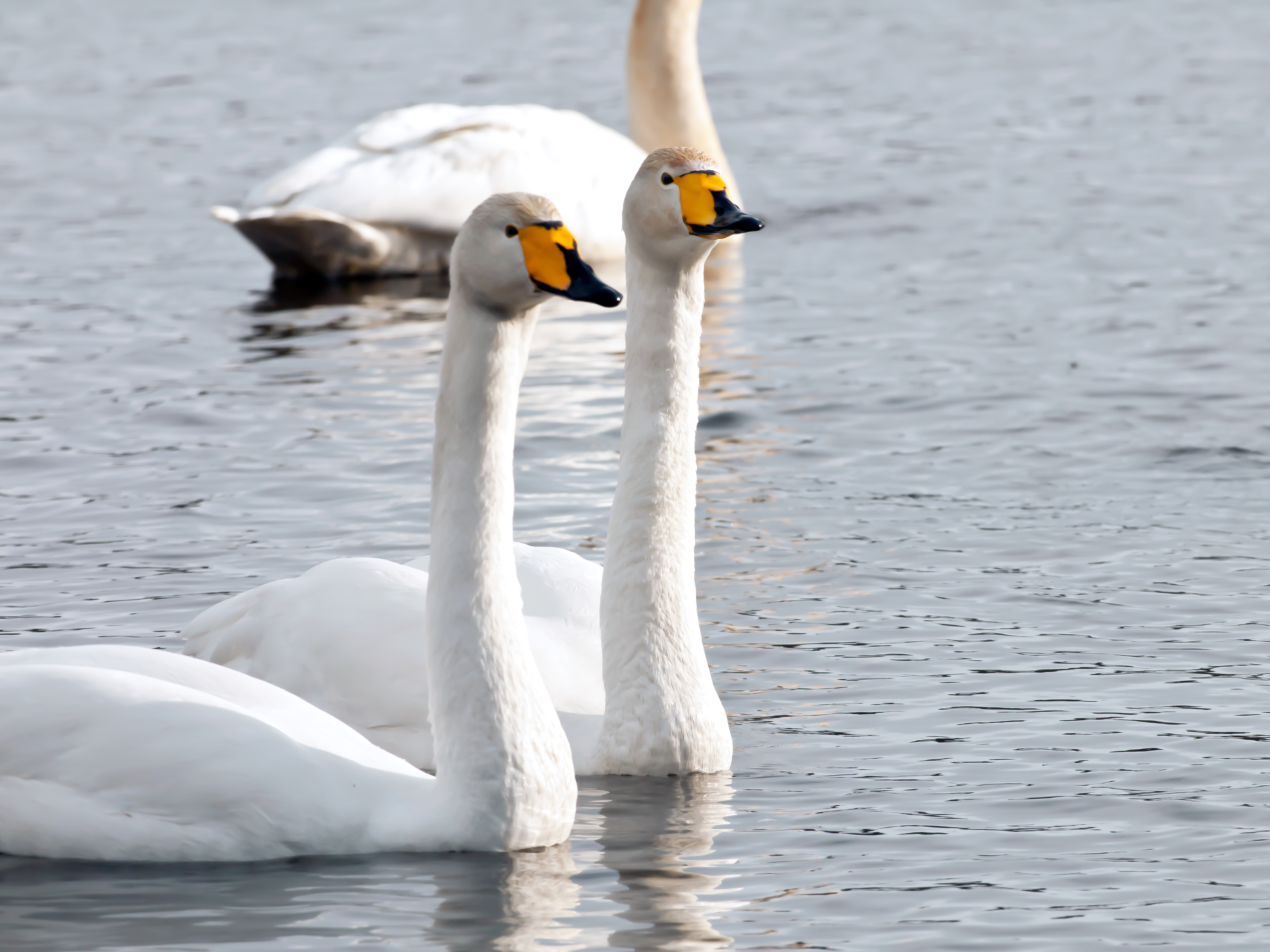 Joutsenen kuva: Esa Huhta