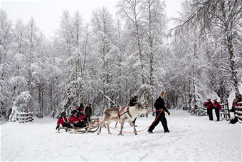 Matkailijoita poron vetämän reen kyydissä lumisessa maisemassa.