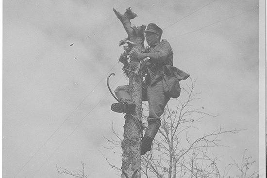 Mustavalkoinen kuva, jossa mieshenkilö on kiikkunut puuhun ja ripustaa siihen lankoja. 