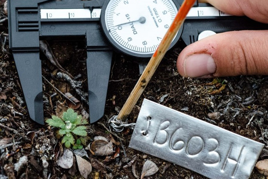 Kuva kenttätöistä kanadasta. Kuvaaja Anne Björkman 