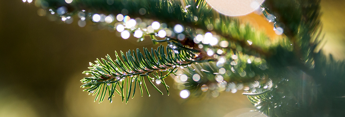 Kuusenoksa, jonka pinnalla helmeilee kastetta. Kuva: Marko Junttila.