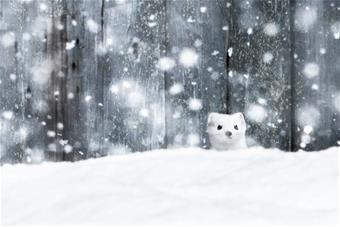 kärppä_Ville Heikkinen_vaaka.jpg