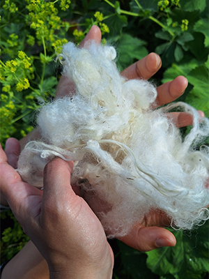 Finnish Wool_kuva_Cervantes2024_300x400px.jpg