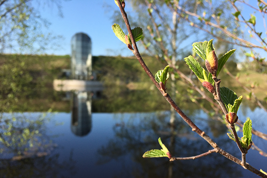Alkukesän maisema arktisesta puutarhasta.
