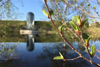 Alkukesän maisema arktisesta puutarhasta.