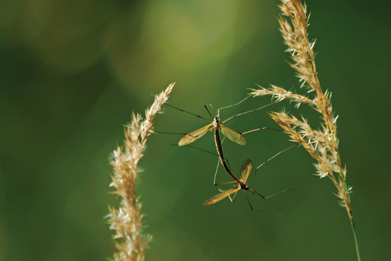 Vaaksiaisten parittelu_Tarja Hoikkala_550x367.jpg