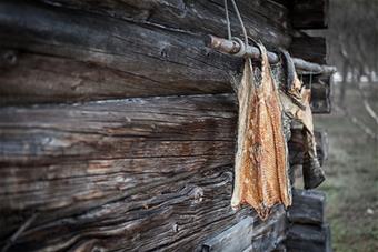 Kuvassa kuivattuja haukia roikkumassa seinältä. 