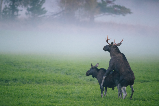 KuumaaKyytiä_HirvienParittelu_Tuomas Heinonen_550x367.jpg