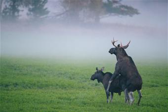 KuumaaKyytiä_HirvienParittelu_Tuomas Heinonen_550x367.jpg