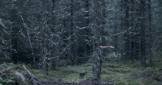 Kuva Kristiina Koskisen lyhytelokuvasta Metsän määritelmä. Kuvassa havumetsää, aluskasvillisuutta ja yhden puun takaa ojentuva ihmisen käsivarsi.