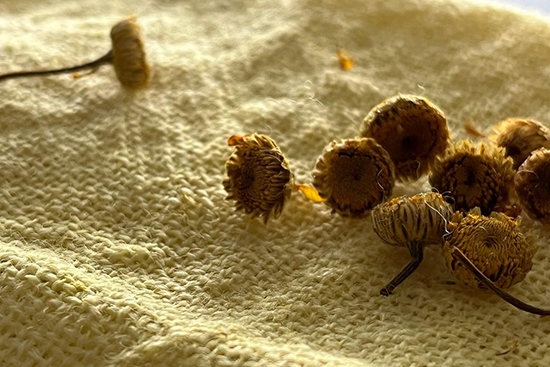 Värisauramon kukintoja niillä värjätyn villanäytteen päällä. Kuva: Jenni-Liisa Yliniva, 2023.