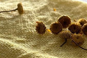 Värisauramon kukintoja niillä värjätyn villanäytteen päällä. Kuva: Jenni-Liisa Yliniva, 2023.