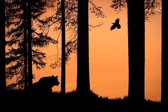 D. NISÄKKÄÄT. Karhu ja korppi. Ville Heikkinen-www.jpg