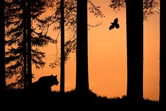 D. NISÄKKÄÄT. Karhu ja korppi. Ville Heikkinen-www.jpg