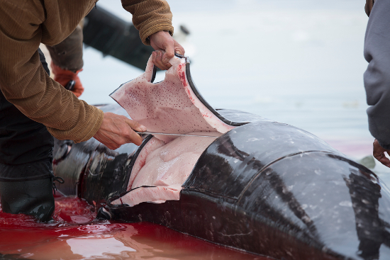 NAM NAM_Mattak_Ulannaq Ingemann_550px.jpg