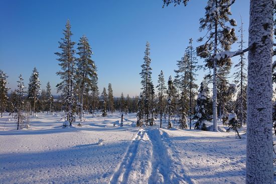 kaupunkiluonto_Vennivaara_Anne Raja-Hanhela 550x367.JPG