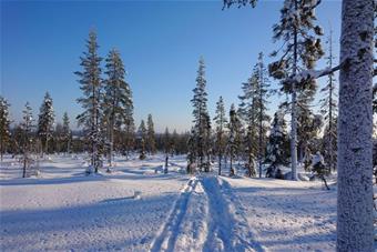 kaupunkiluonto_Vennivaara_Anne Raja-Hanhela 550x367.JPG