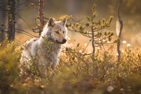 Susi Ville Heikkinen_web.jpg