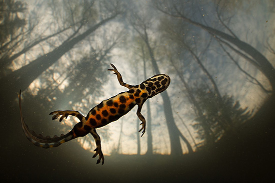 Vedessä uiva värikäs lisko taustalla metsämaisema.