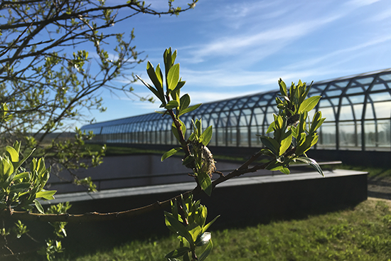 IMG_0186_kuvistukuva_Arktinen keskus_Johanna Westerlund.png