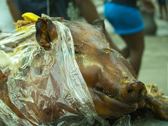 uutiskuva_possu_30_40 (002).jpg