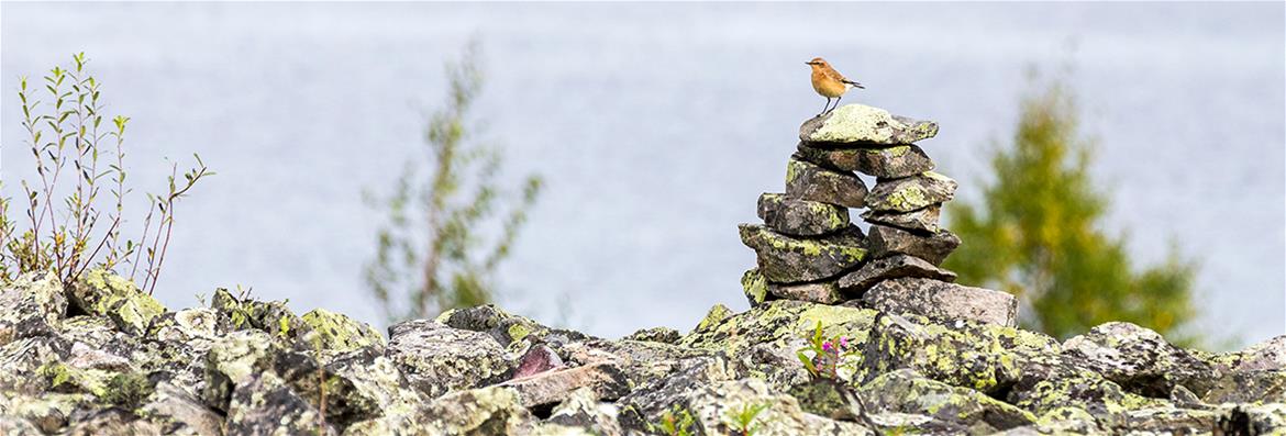 Työelämäkokemus ja ammatilliset verkostot 