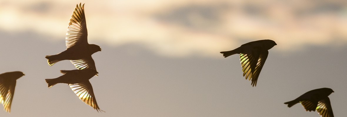 Luonto_kesa_2015_Marko_Junttila-1 (1).jpg