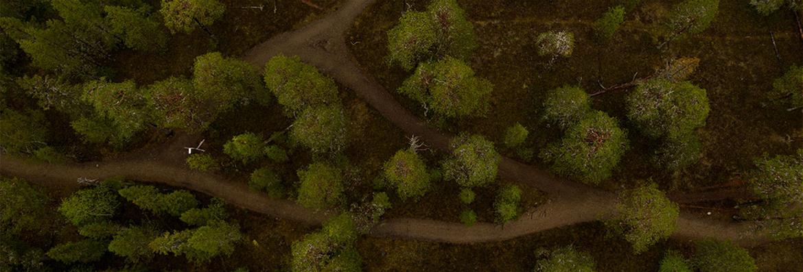 Kestävät luontokulttuurit ja monilajinen tulevaisuus