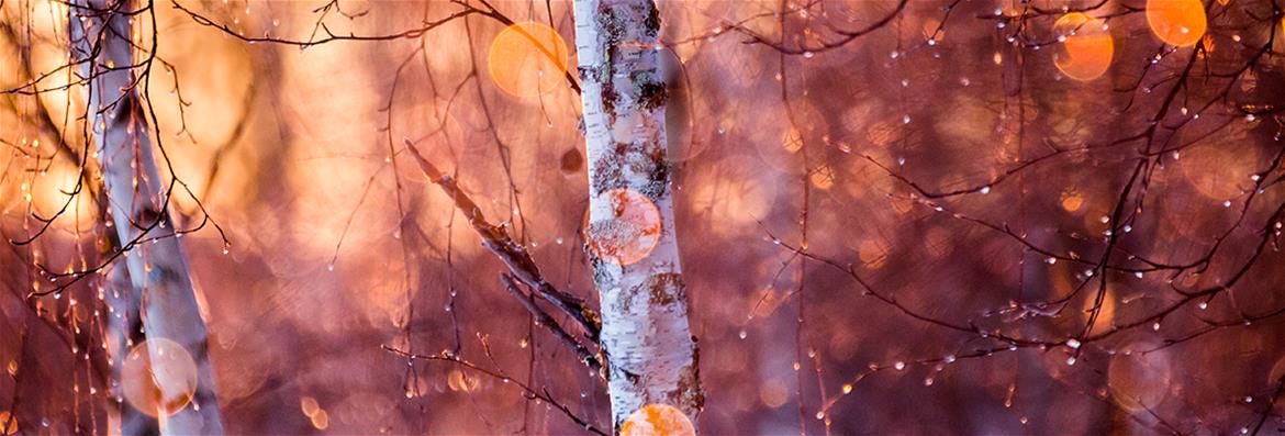 Käyttöoikeuksien päättyminen