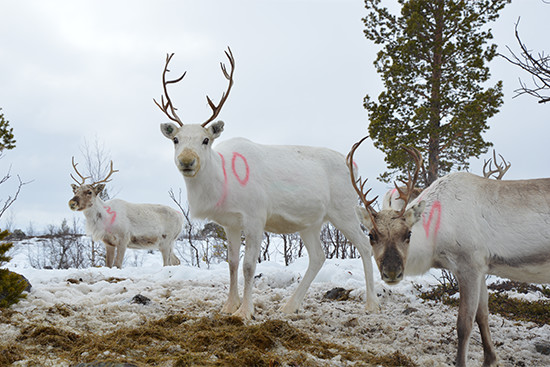 Photo by Ilona Mettiäinen