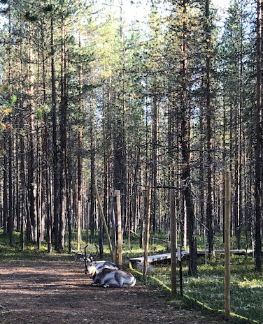 Porot makaavat maassa.