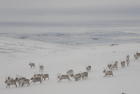 Porot juoksevat jonossa talvisessa puuttomassa tunturimaisemassa.