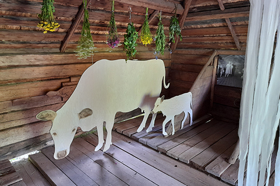 Lapinlehmän ja vasikan siluetit navetassa Meän lapinlehmä -näyttelyssä. Kuva: Päivi Soppela.