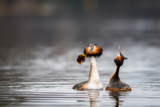 H.NUORET.Kihlajaislahja.Onni Rantanen_web.jpg