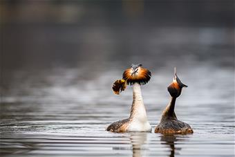 H.NUORET.Kihlajaislahja.Onni Rantanen_web.jpg