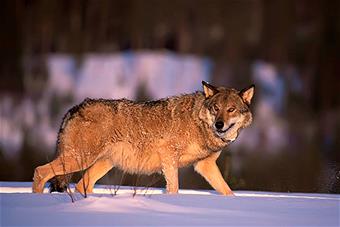 female wolf_Ilpo Kojola_550x367.jpg