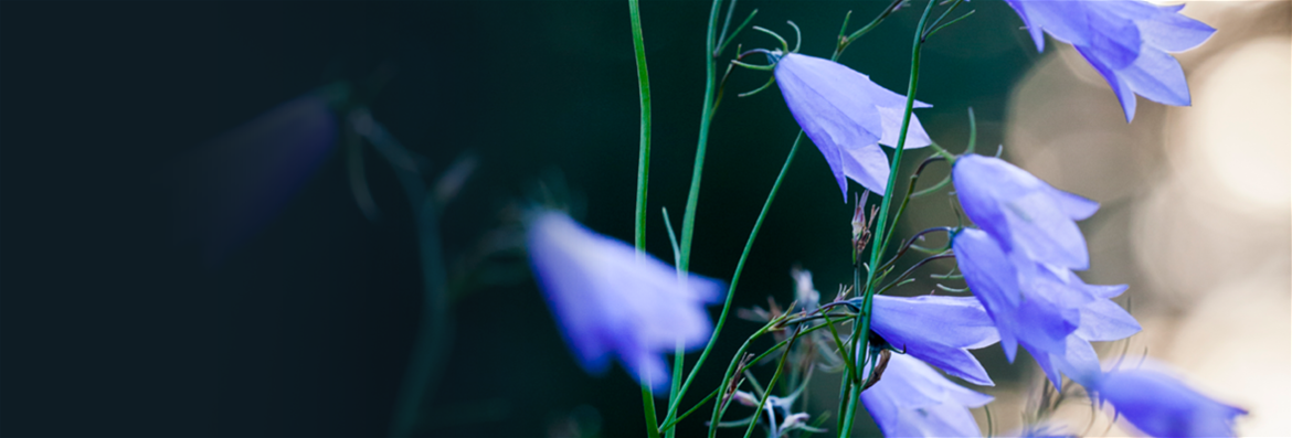 Opening Ceremony for the Academic Year 2025-2026