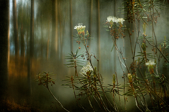 Irma Varrio Kuusamo Nature Photo -tapahtumassa