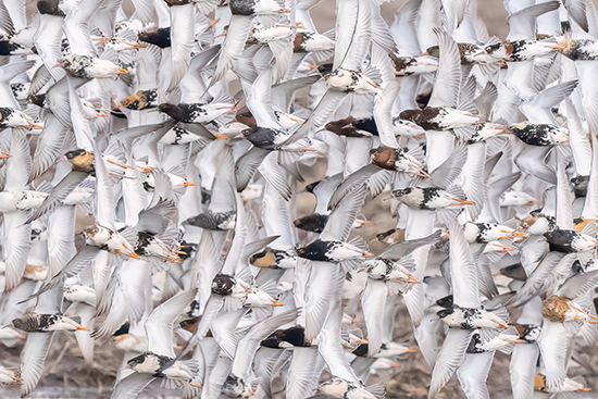 B.1_Timo Mylläri_Ruuhka_550x367.png