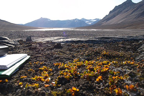 15.12. Polar willow shrub from the High Arctic_Spitsbergen_photo by Agata Buchwal_P1010099.jpg